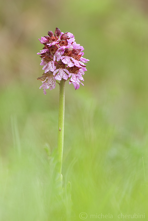 varie forme della purpurea